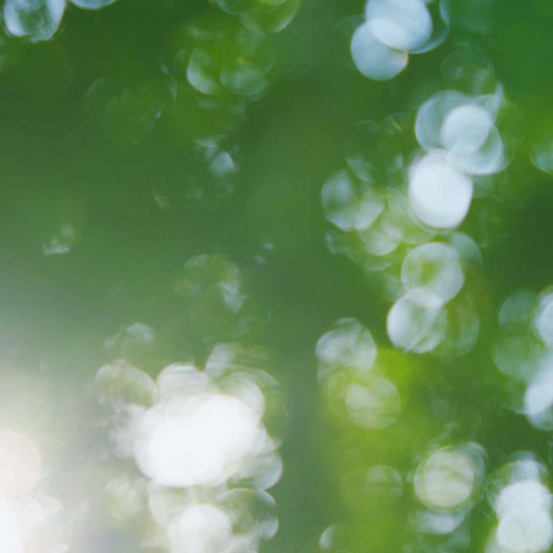 Blur. Green bokeh on nature abstract blur. Green natural background of out of focus forest or bokeh.